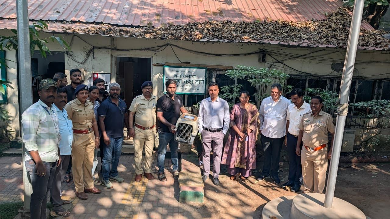 The operation was conducted under the supervision of Deputy Conservator of Forests Sachin Repal, Assistant Conservator of Forests Sonal Valvi, and Range Forest Officer Santosh Dagale. The Kurla range team — including Forester Janardan Bodekar and Forest Guards Vikram Pawar, Jyoti Bhosale, and Bhise Dada — handled ground operations and crowd control. SARRP India members Santosh Shinde, Asif Patrawala, Shubham Kadam, Shubham Gupta, Sheldon D’Souza, Mihir Jadhav, Pooja Shah, Ashuli Chemburkar, and Rohit Kattimani assisted in the rescue
