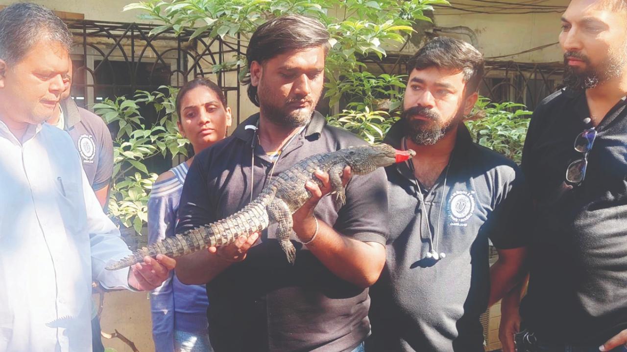 After its capture, the crocodile underwent a preliminary medical check-up by Dr Deepa Katyal in Chembur. It is now being shifted to the Wildlife hospital, Sanjay Gandhi National Park, for further examination before being released into its natural habitat