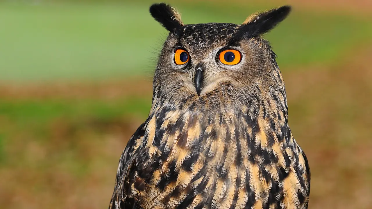 Rock eagle owl nest pauses quarry operations in Hyderabad