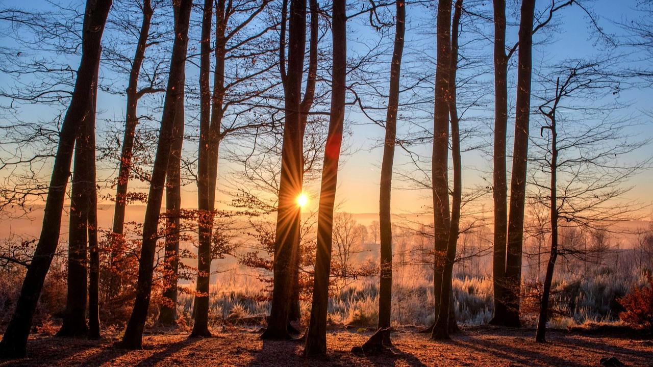 Study of Kinnaur’s deodar trees uncovers key past climate and hazard clues