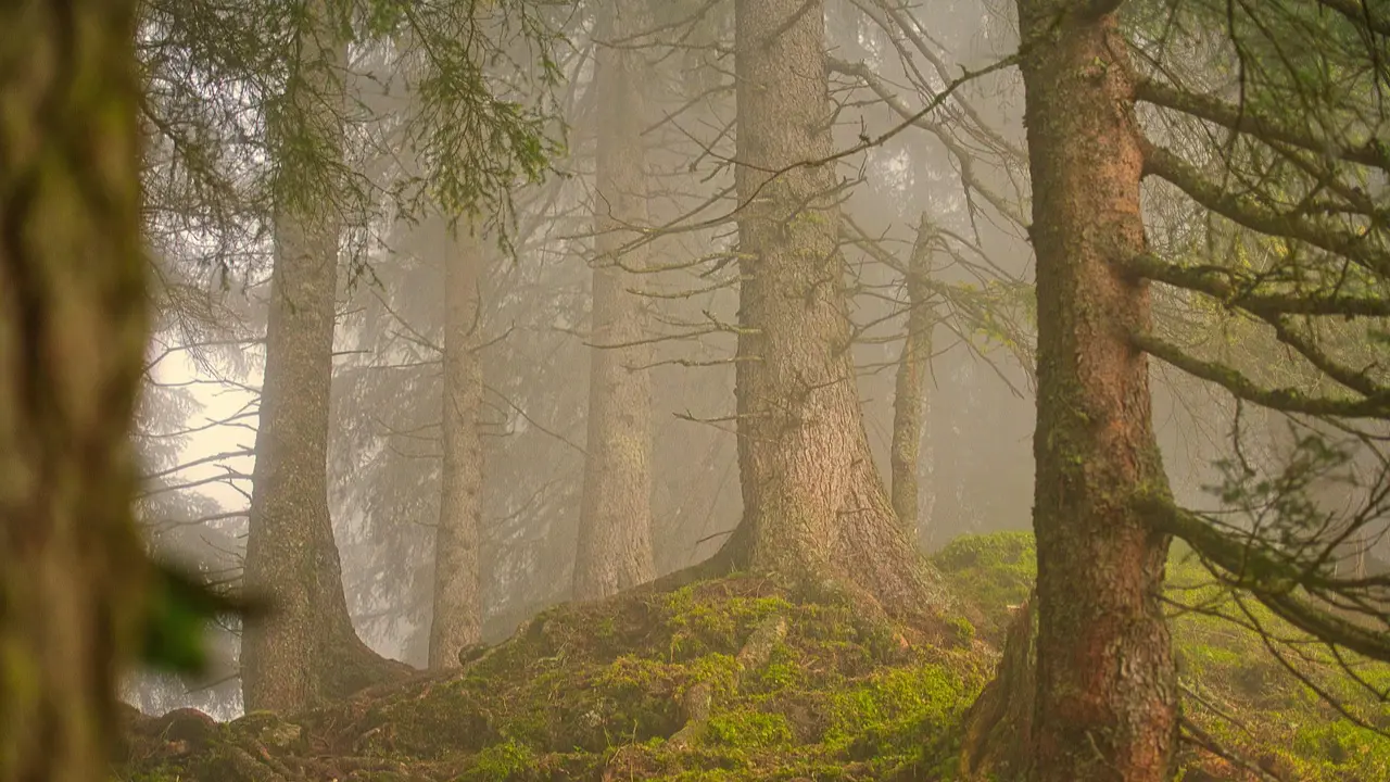 Study shows Africa’s forests may be emitting more carbon than they store