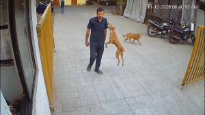 Watch video: Stray dog attacks security guard in Goregaon