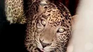 Watch video: Seven injured as leopard attacks multiple people in Nagpur’s Pardi