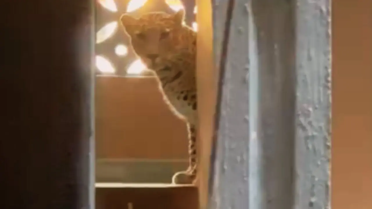 Watch | Leopard enters Bhayandar residential building, six injured