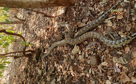 After a medical examination, the pythons were released into, officials said. Pic/Abhijit Chavan