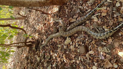 Two nearly 11-foot-long Indian rock pythons rescued from IIT Bombay