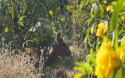 The deer was found sitting under a tree on the service road close to the Mumbai–Agra Highway. PIC: Nashik Forest Department/RESQ CT
