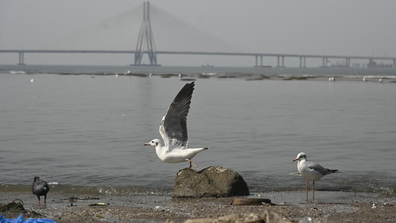 For many years, large flocks of migratory seabirds have been a familiar December sight along Mumbai’s coastline
