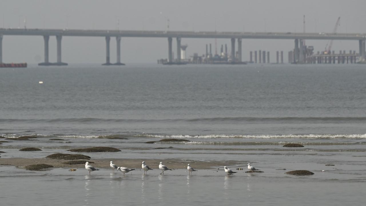 The birds mainly feed on fish and other marine life