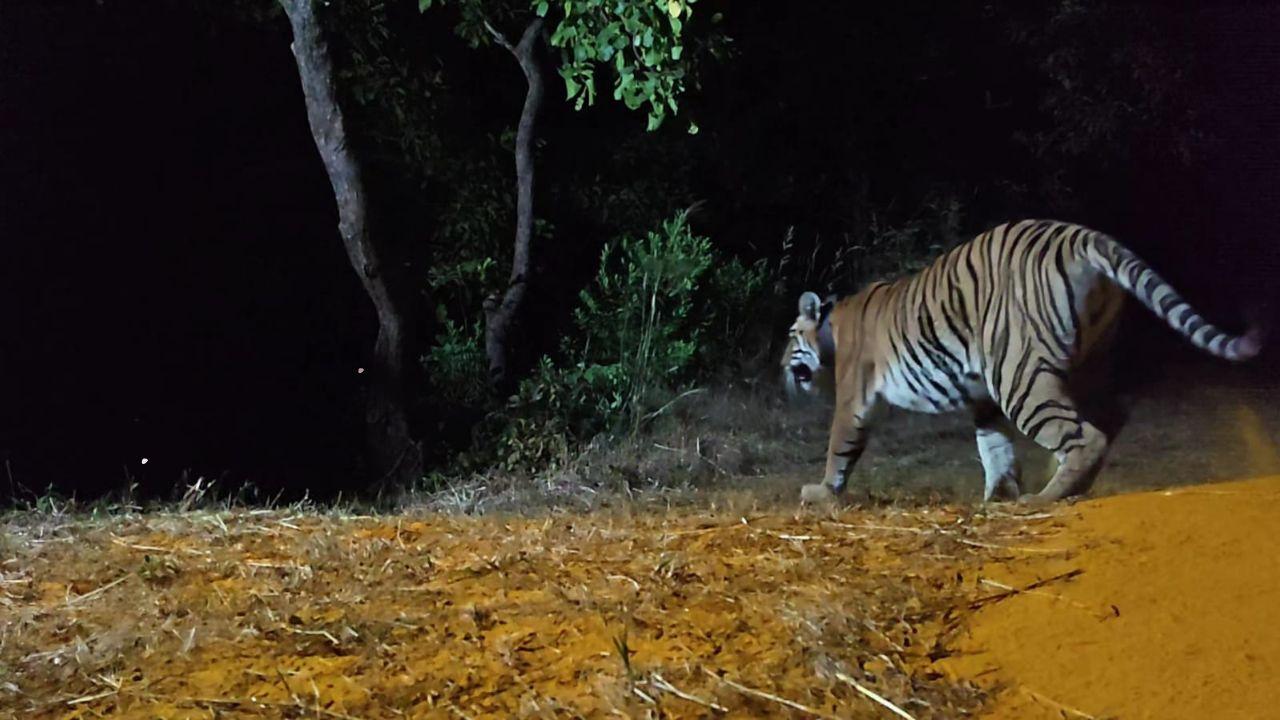 Field execution was made possible by the dedicated efforts of the Tadoba Rapid Rescue Team (RRT) and frontline staff of the Korala Core Range, ensuring smooth capture, transport, and soft-release procedures