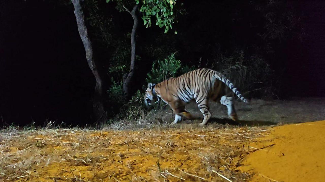 The operation is jointly conducted by teams from Tadoba–Andhari Tiger Reserve and Sahyadri Tiger Reserve, under the guidance of Dr Jitendra Ramgaokar, CCF Wildlife, Mumbai