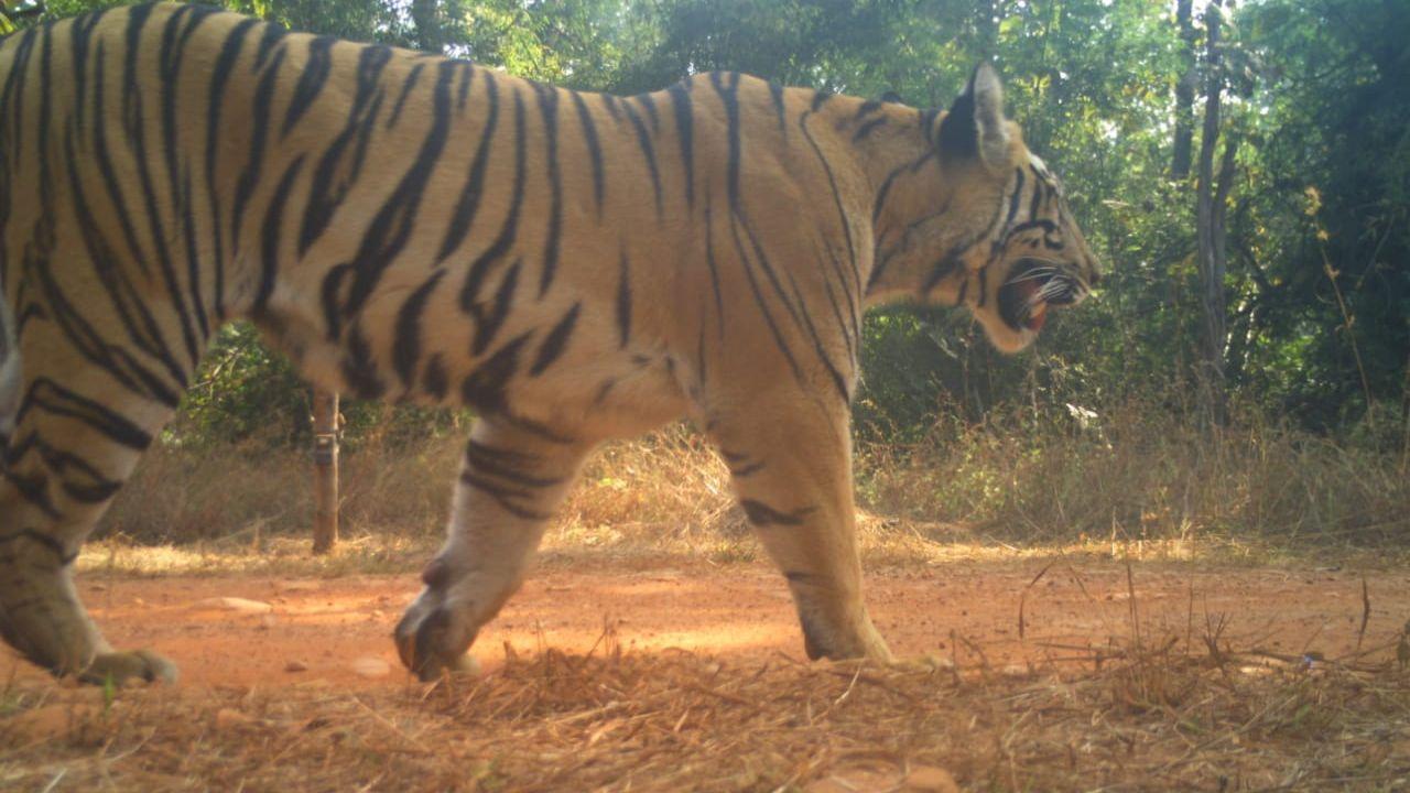 The operation is being conducted under the scientific guidance of the Wildlife Institute of India (WII), with senior scientists Dr K. Ramesh and field biologist Akash Patil monitoring her acclimatisation and behaviour