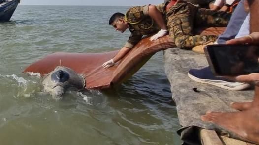Satellite-tagged Olive Ridley turtle 'Dhaval Lakshmi' reaches Gujarat