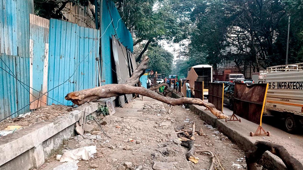Mumbai: Falling tree fails to claim life of biker wearing helmet