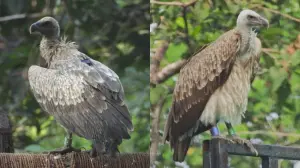 Two Long-billed Vultures that hatched in Haryana settle in MP
