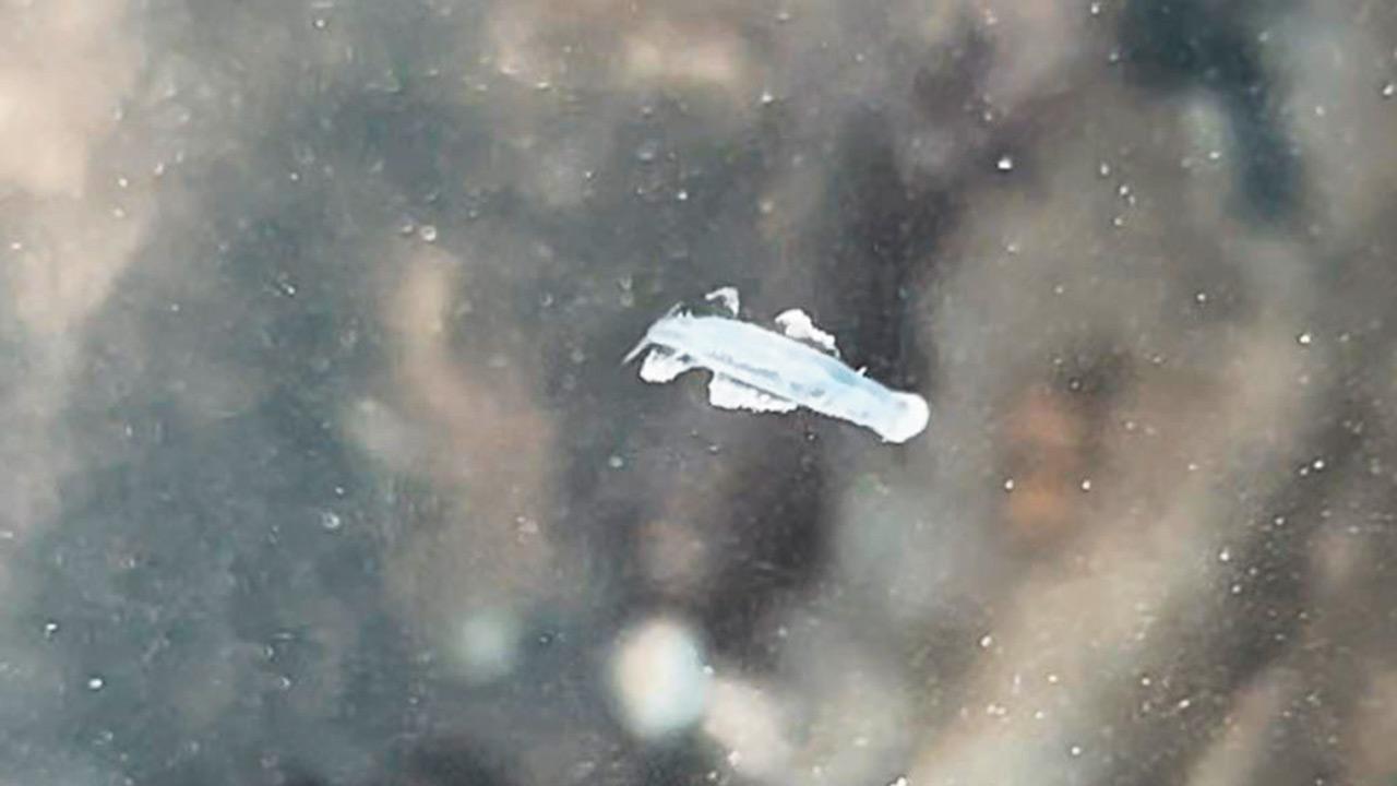 Arrow worm