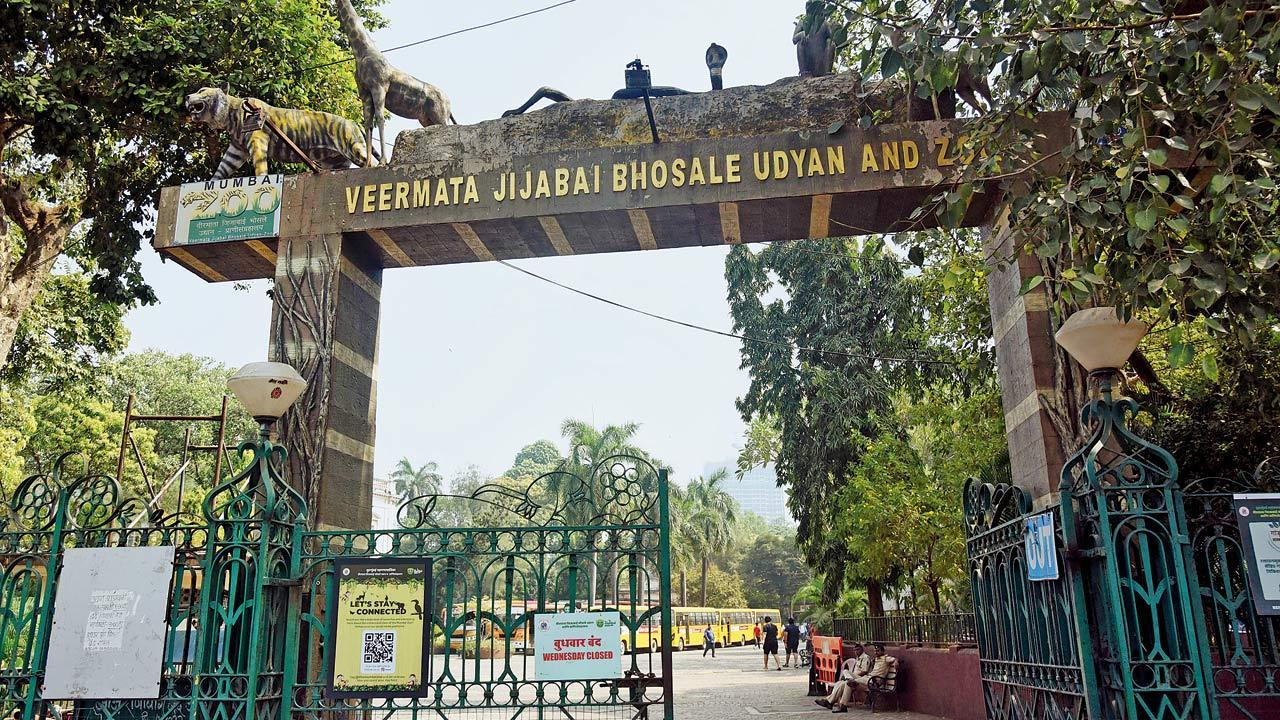 Mumbai: Byculla zoo roars for a lion, Gujarat stays silent