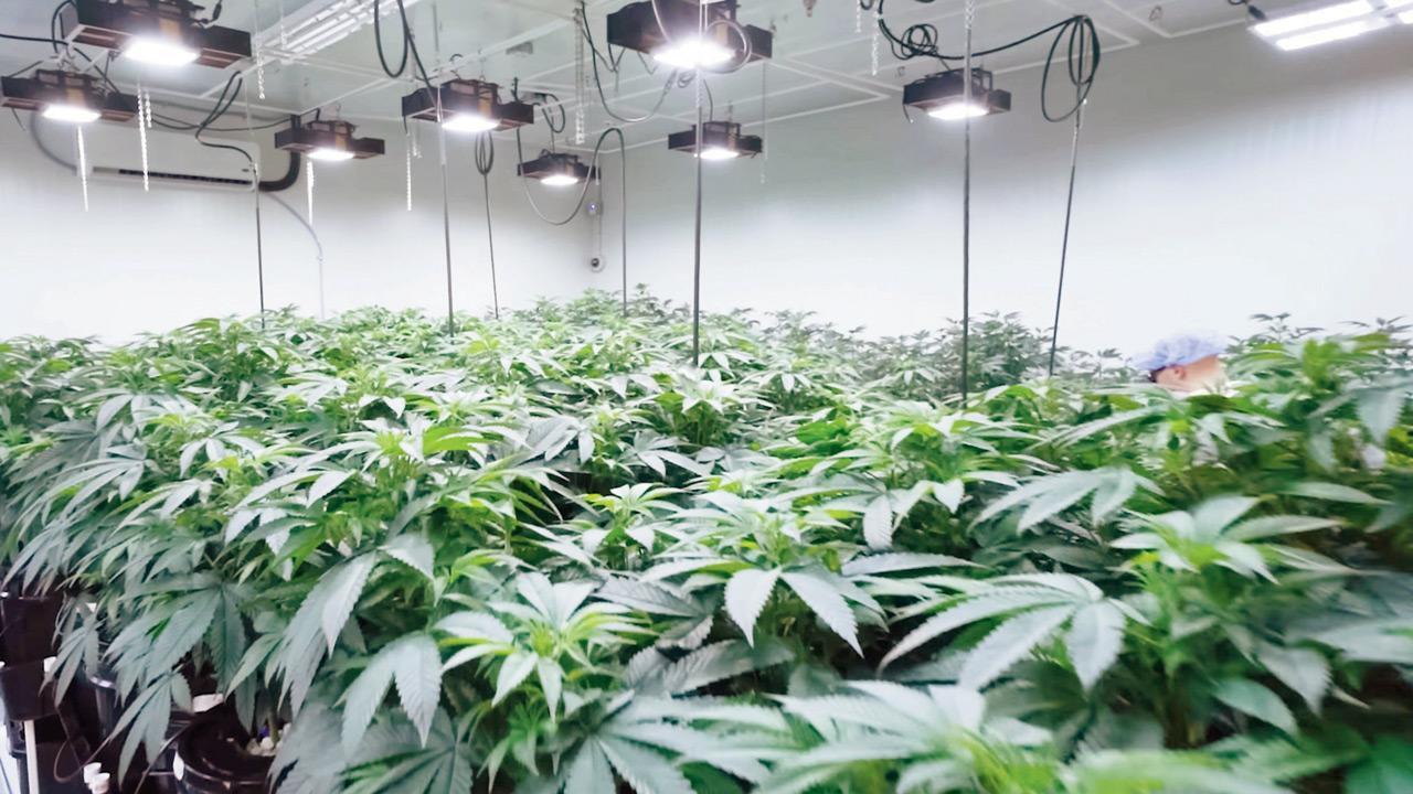 Mumbai airport bust: Customs seize hydroponic weed worth Rs 13.92 crore, arrest four