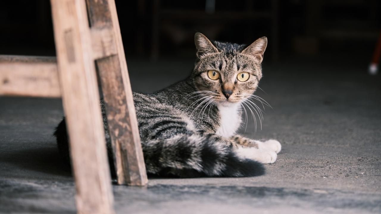 Woman gets notice for keeping 300 cats in Pune flat; action on residents' complaints