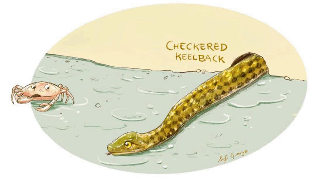 An illustration of Checkered Keelback