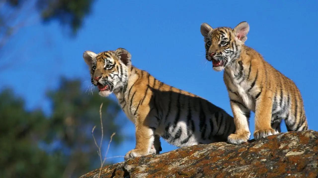 Maharashtra: Tiger cub found dead in Bhandara district; another cub rescued