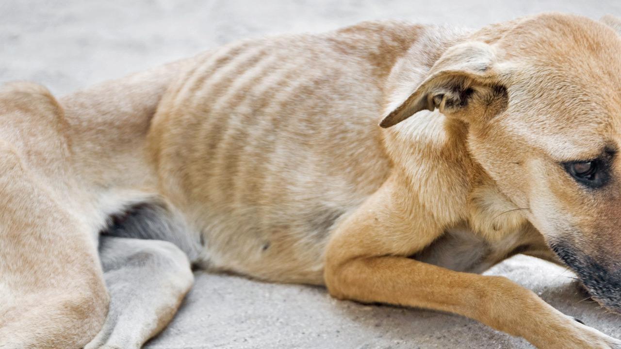 Mumbai: Dog lover stabs man after clash over stray canine at Juhu beach