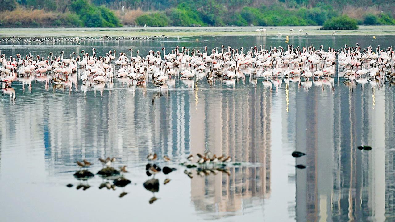 Nerul DPS Flamingo Lake may soon be conservation reserve