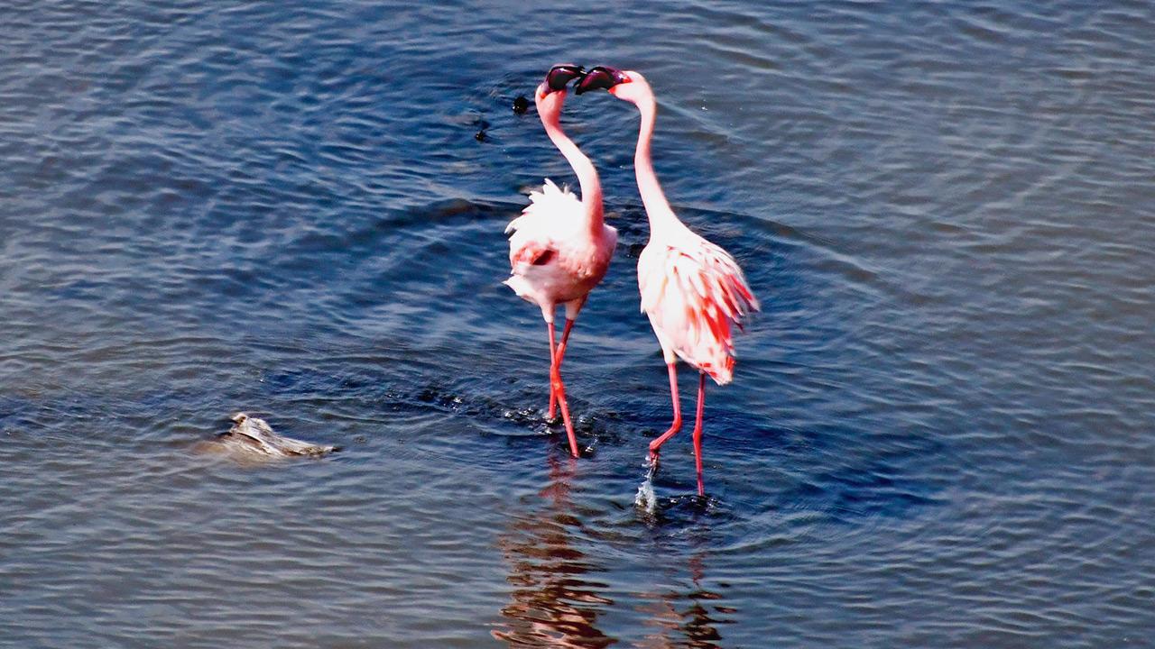 Flamingos near Bhandup earlier this year. PIC/ASHISH RAJE