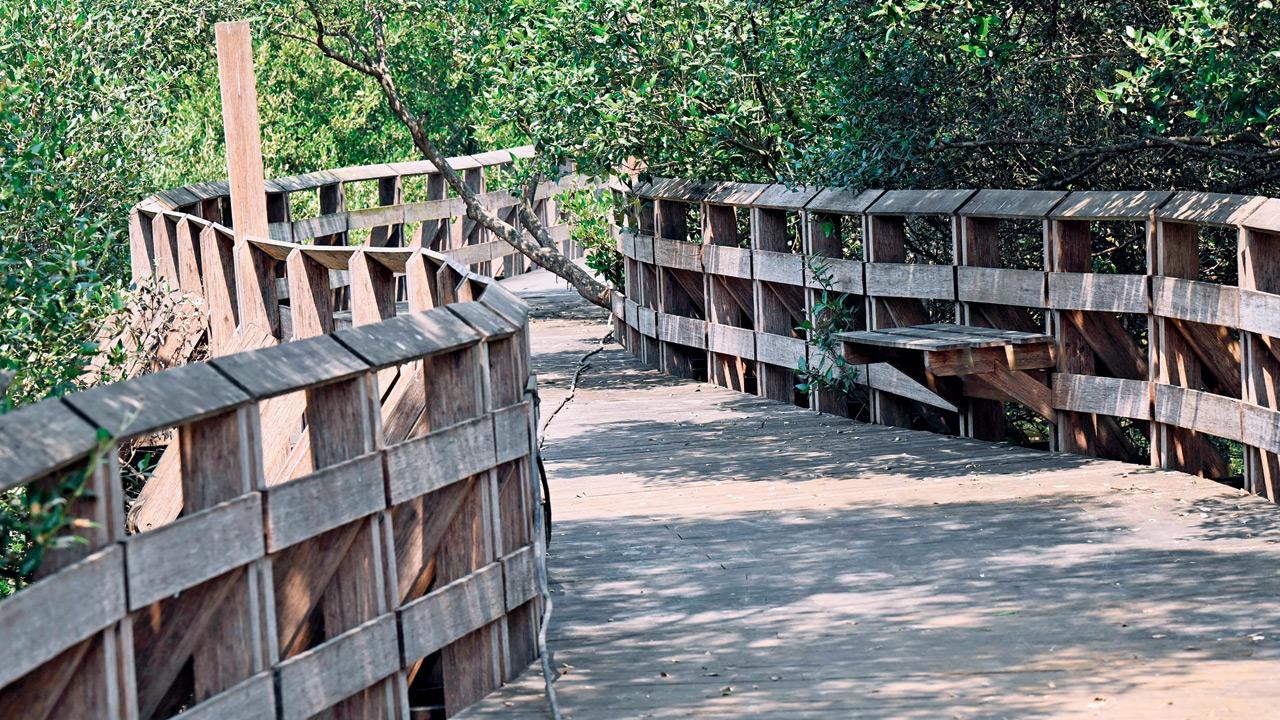 740-metre-long boardwalk through the dense mangrove forest. Pics/Satej Shinde