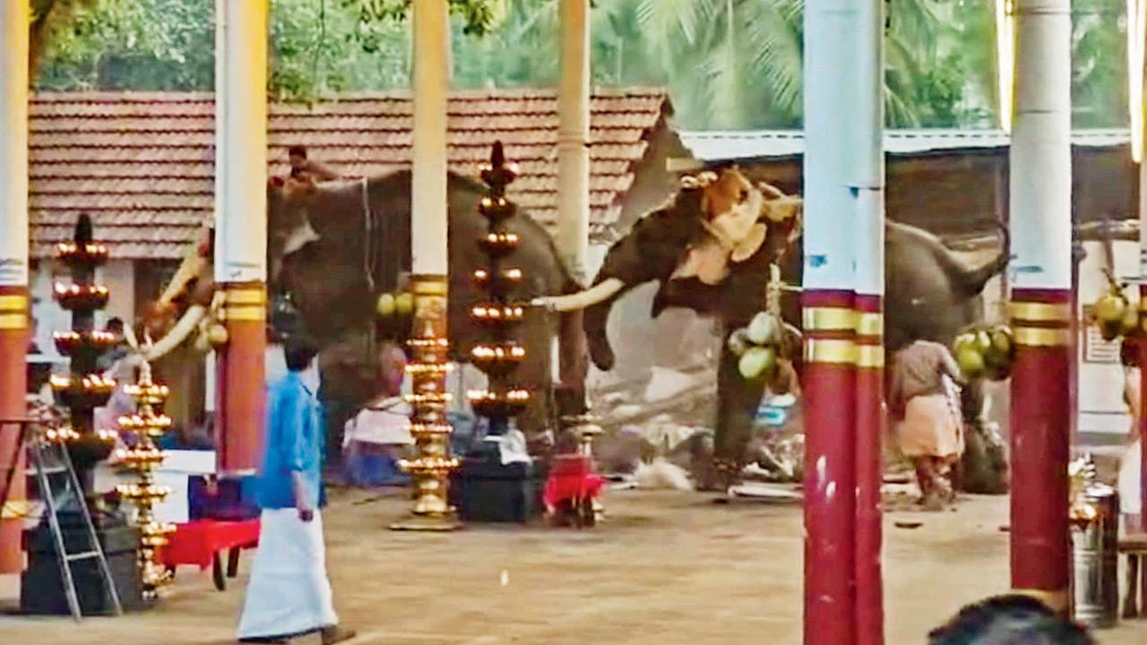 Kerala: Three dead as elephants cause stampede