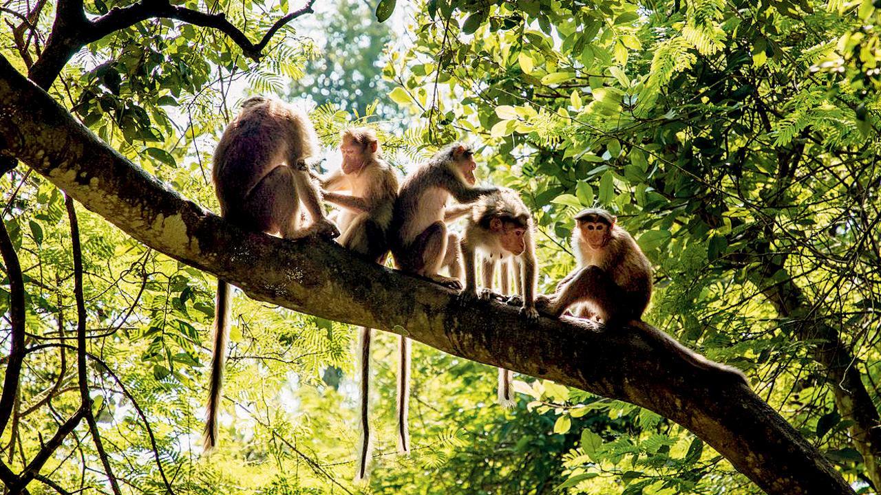 Maharashtra Forest department’s conflict resolution strategy: Fruit trees in buffer zone