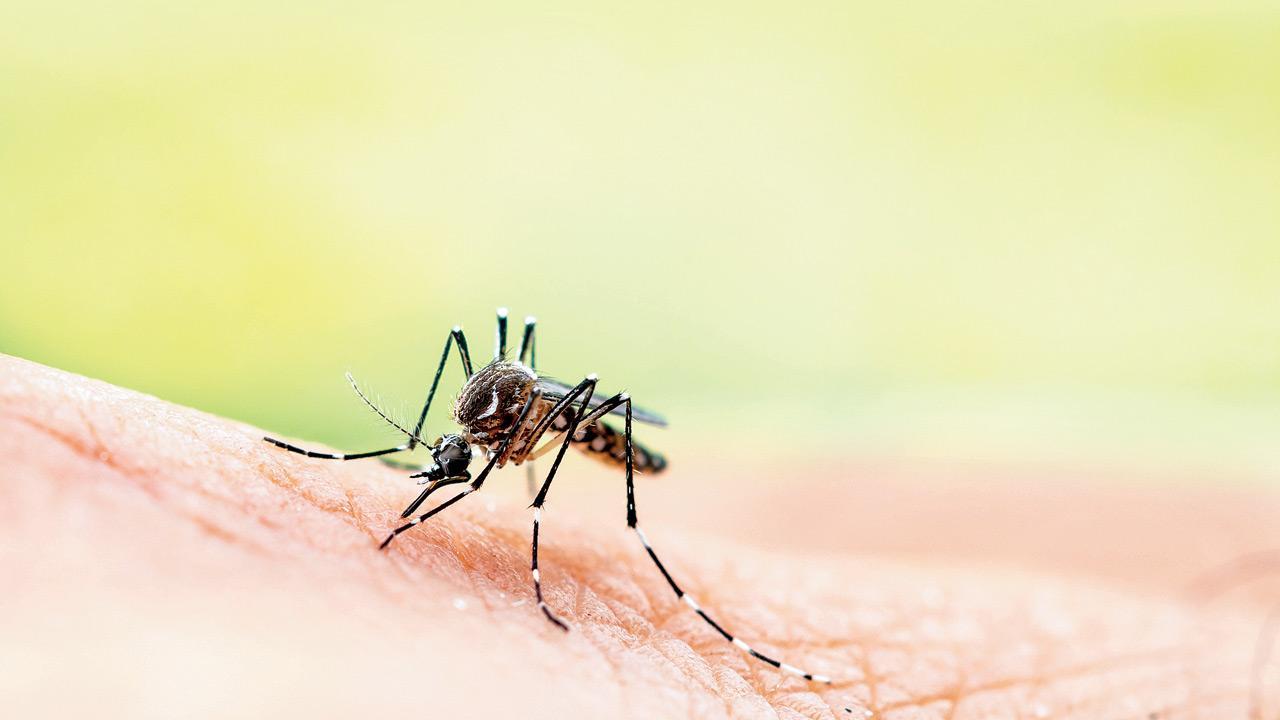Mumbai: Swarmed! Suburbs reel under mosquito menace