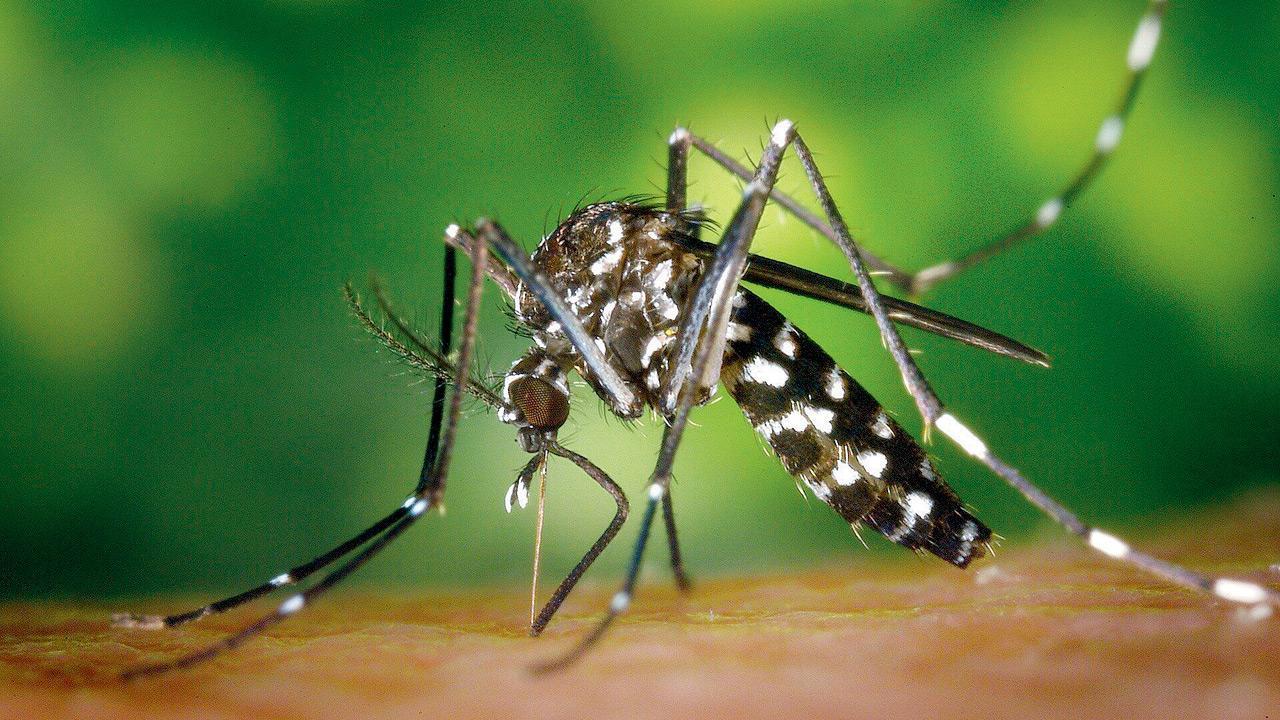 Philippine village offers bounties on mosquitoes