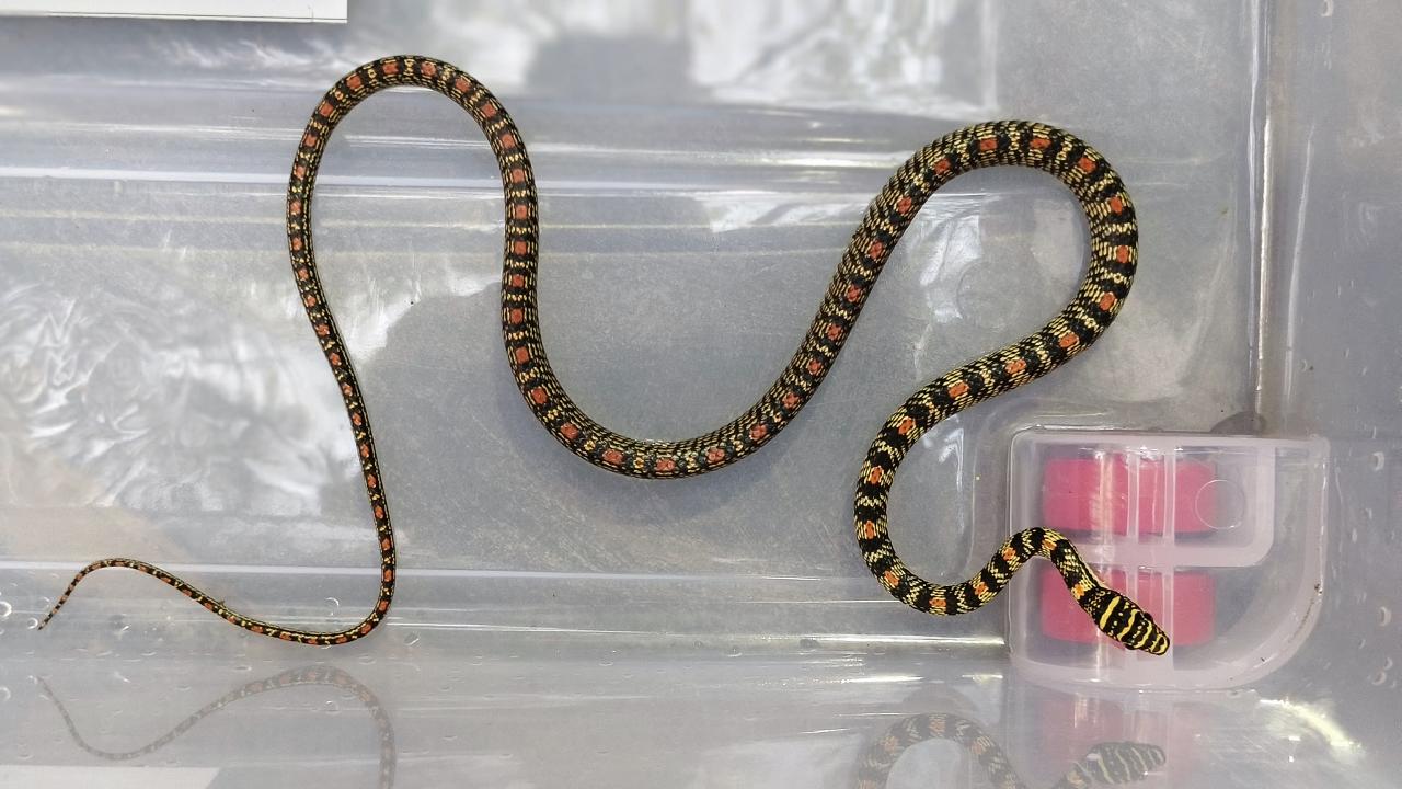Rare ornate flying snake rescued in Maharashtra’s Dahanu