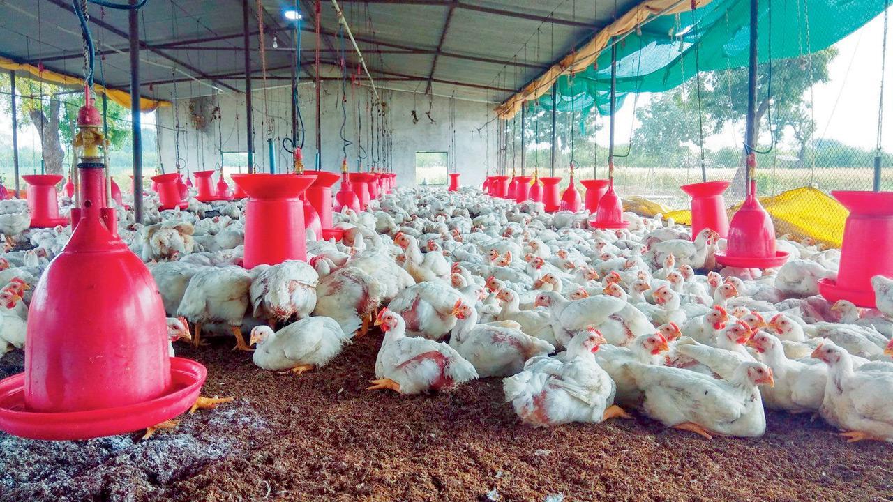 Maharashtra govt investigates poultry link to Guillain-Barré cases