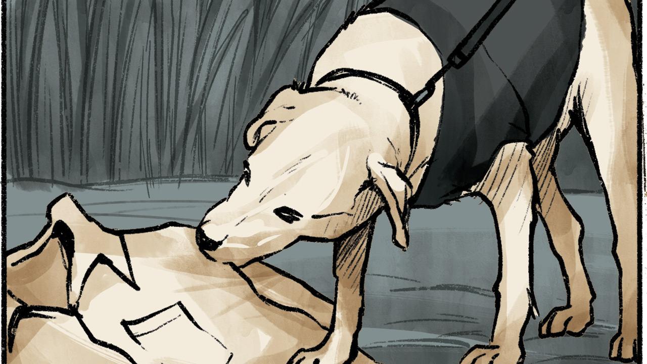 The Chase: Police use a dog squad to track him through the sugarcane fields near a canal after finding his shirt