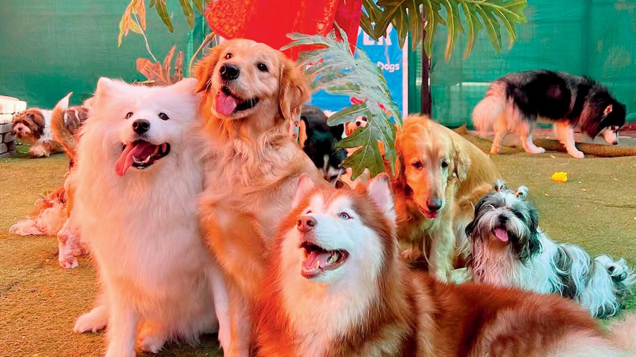 A day at the puppy café