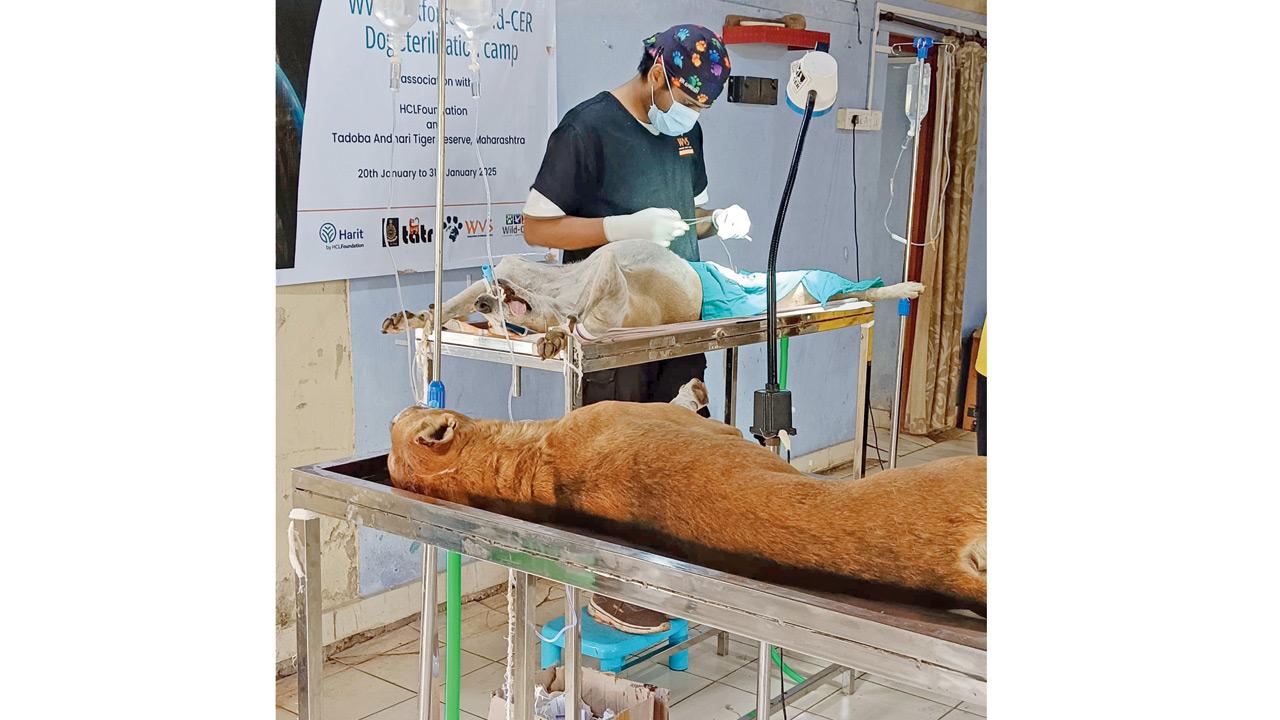 One of the captured dogs from Kolara village tested positive for rabies