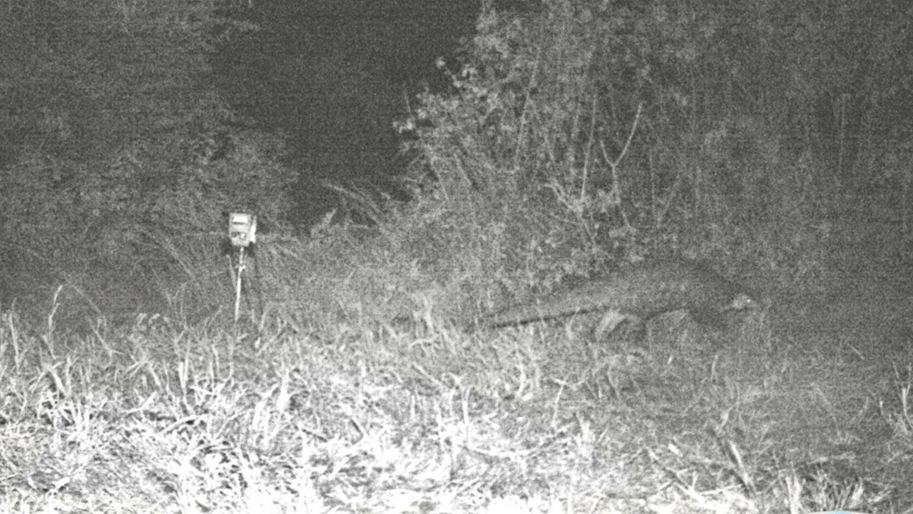 Maharashtra: Rare pangolin caught on cam in Pune’s grasslands