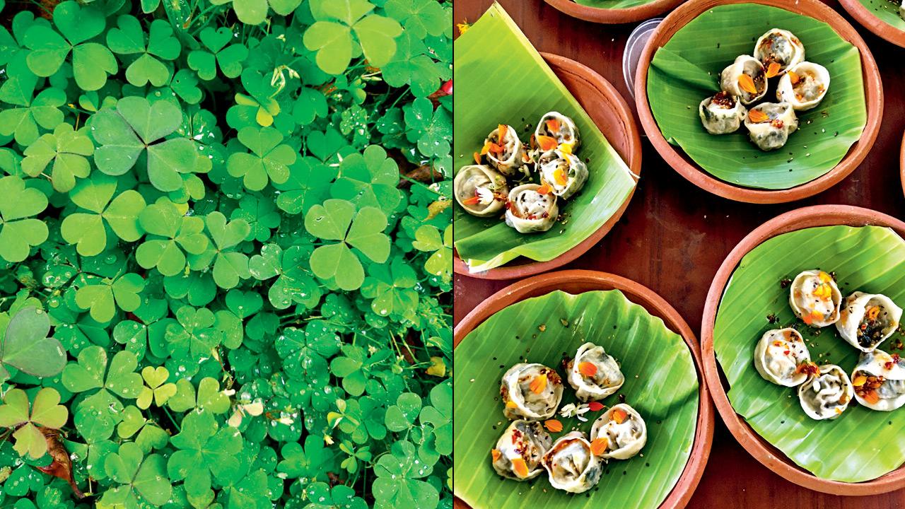 (From left) Oxalis corniculata; dumplings made from mixed greens