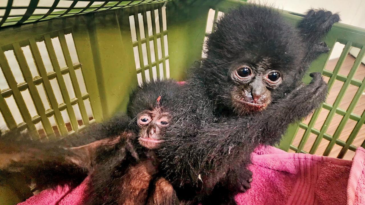 Rescued Siamang gibbons deported to Indonesia after recovery at Mumbai international airport