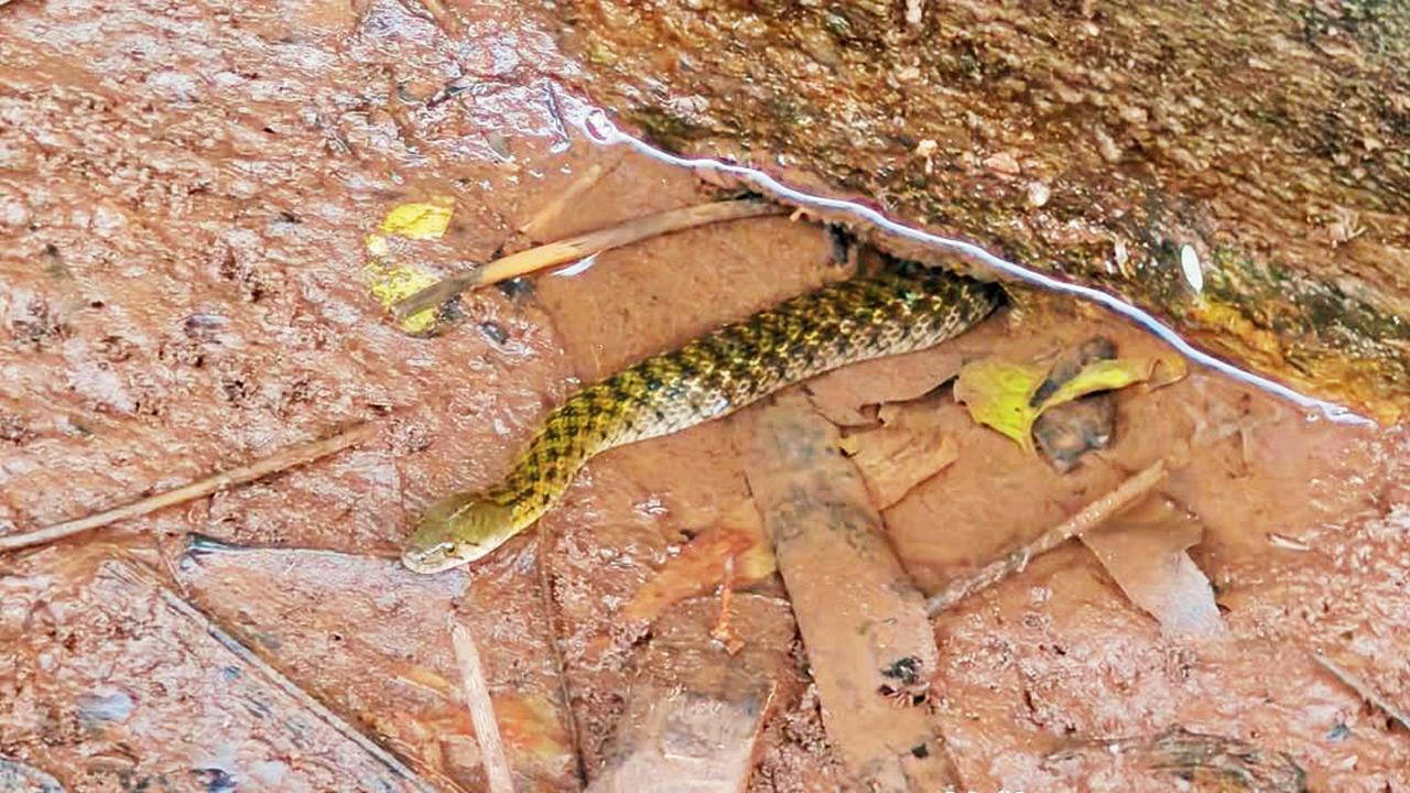 A snake of the species at a garden in Dahisar