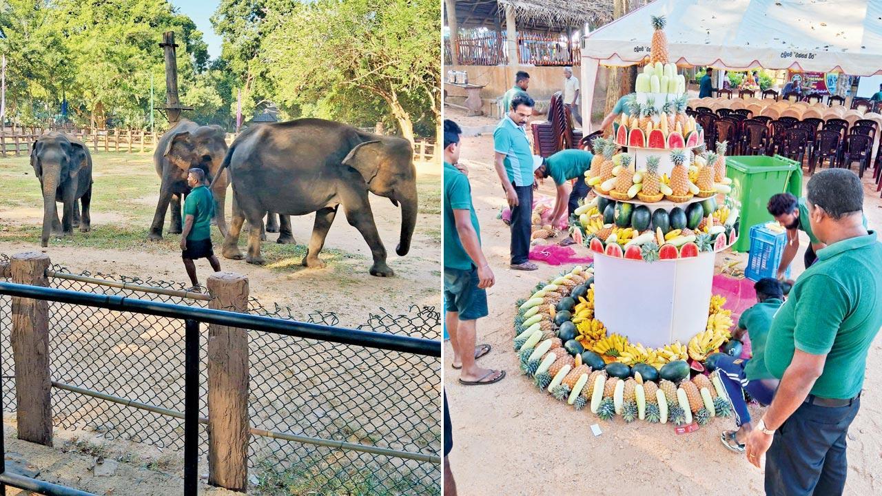 Sri Lanka marks golden jubilee of elephant orphanage