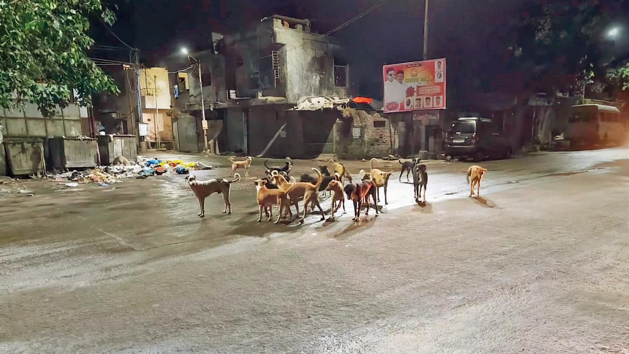 A pack of stray dogs prowling near a row of dumpsters in the Tanhaji Nagar area
