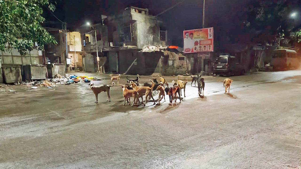 Mid Day Impact: Ulhasnagar's dog bite crisis spurs civic chief to restart sterilisation efforts