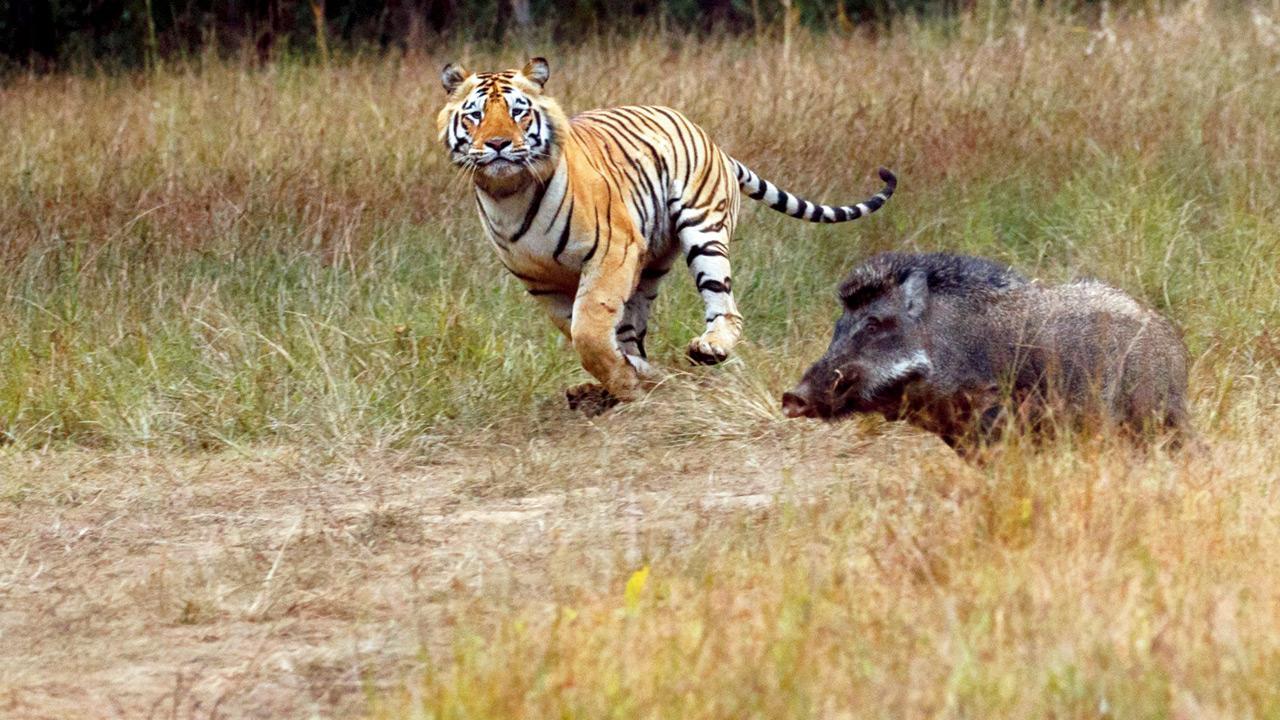 This book narrates a tiger's journey and how it is affected by human-wildlife confrontation