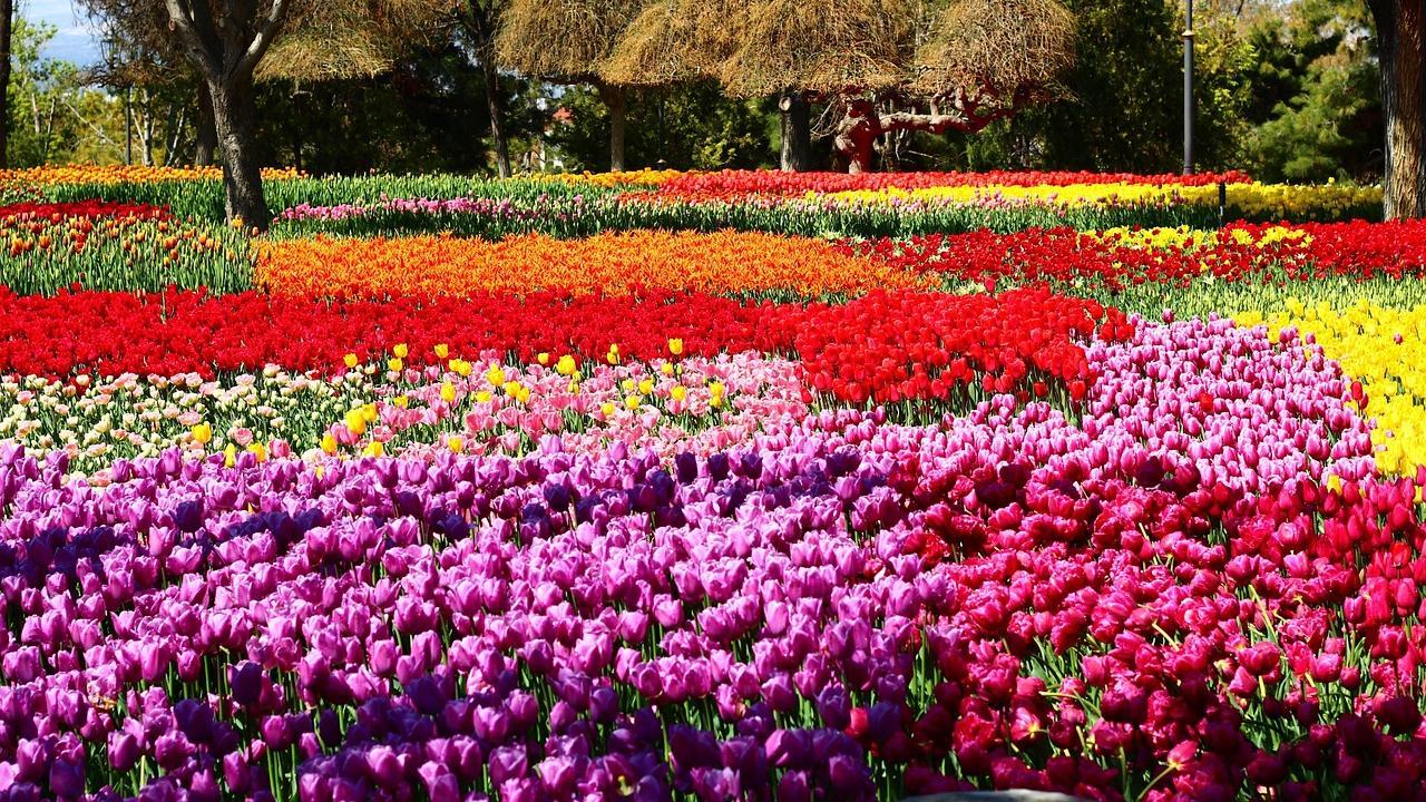 Valentine's Day 2025: Ditch bouquets to visit these six flower festivals in India