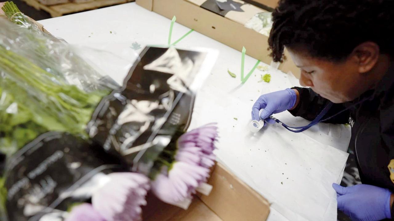 US: Around 940 million flowers enter country via Miami ahead of Valentine's day