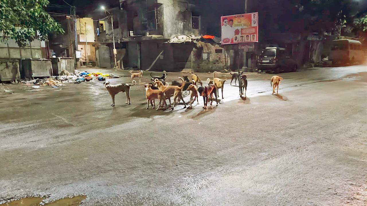 Stray dogs near a row of dumpsters in Tanaji Nagar, Ulhasnagar
