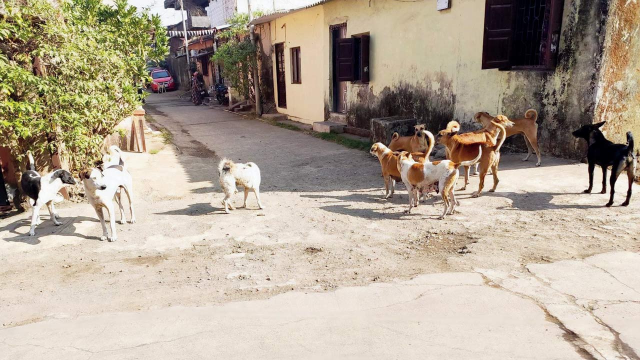 A pack of stray dogs in Ulhasnagar. Pics/Navneet Barhate